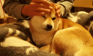 ¿El perro es el integrante MÁS importante de tu familia? ¡Estos 7 signos lo demuestran! - Imagen 4
