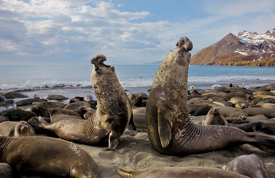 elephant-seal-bulls-in-their-prime-paul-nicklen