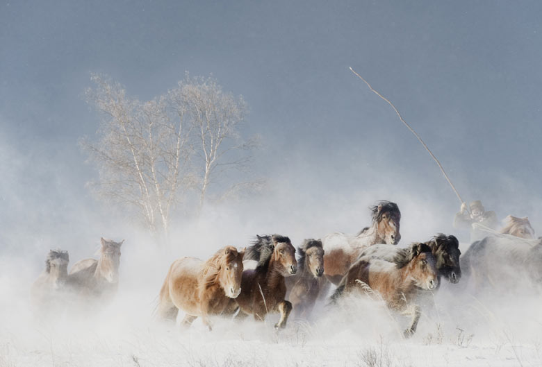wild-ponies-in-mongolia-002