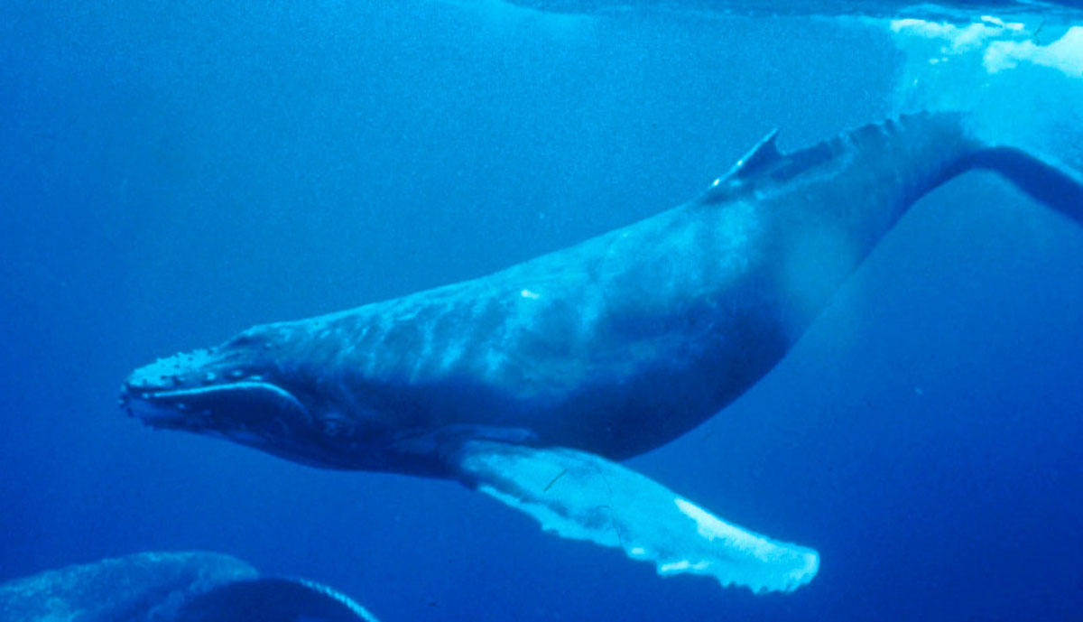 Resultado de imagen de ballena azul