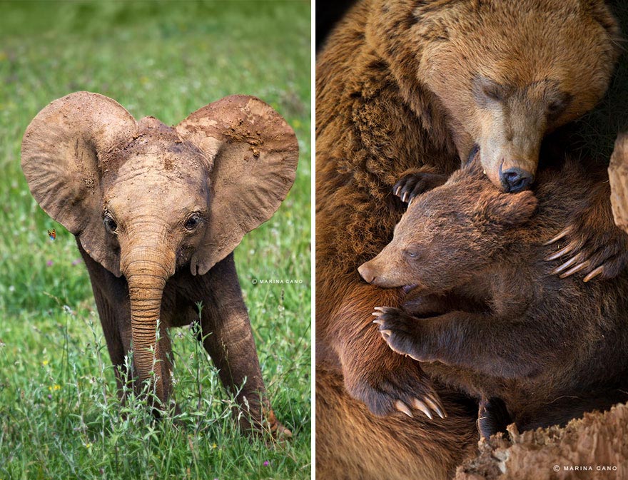 animal-wildlife-photography-marina-cano-1