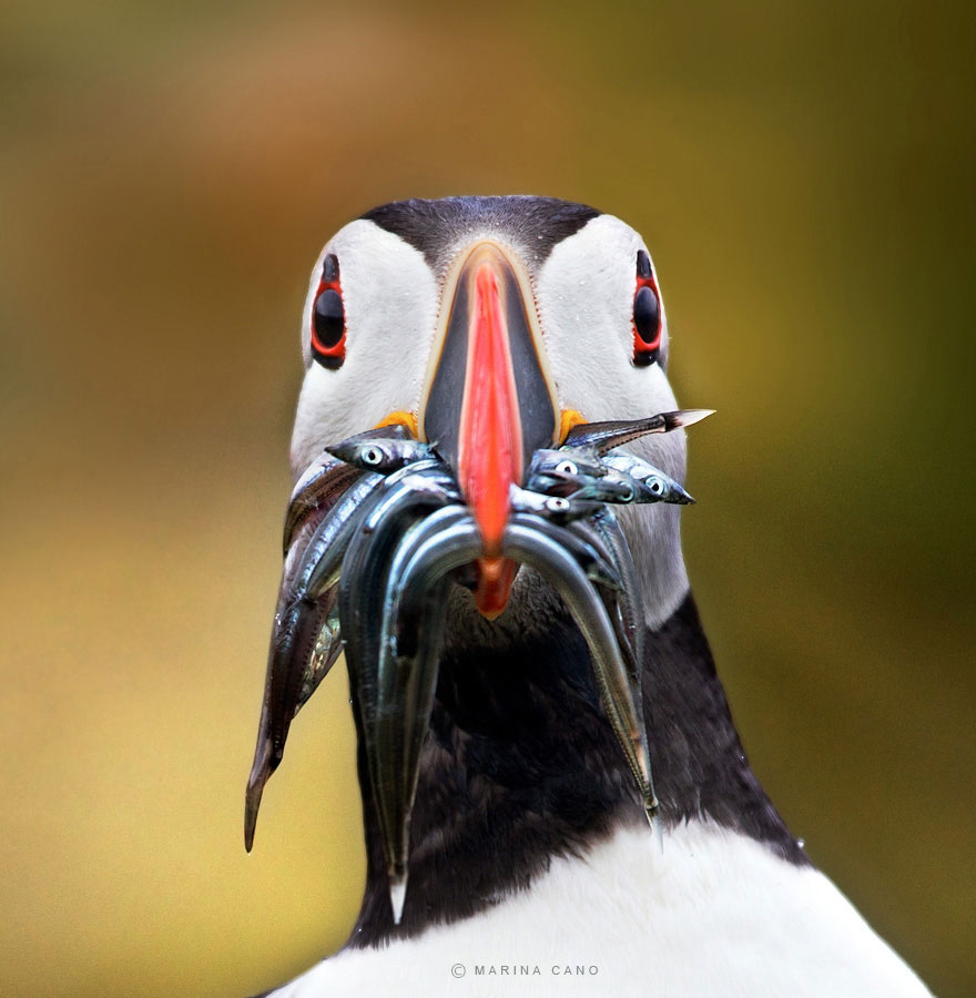 animal-wildlife-photography-marina-cano-22