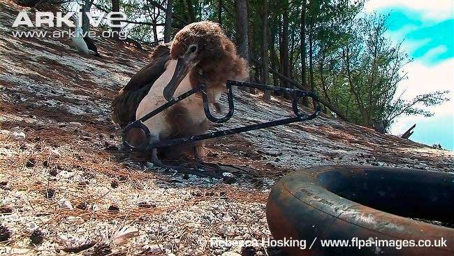 Laysan albatross con el cuello atrapado..