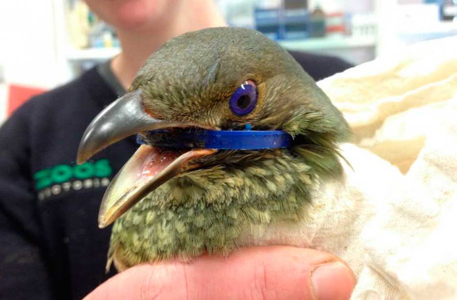 Un Bowerbird australiano termino con un anillo de la botella de leche alrededor de su cuello pasando por su pico.