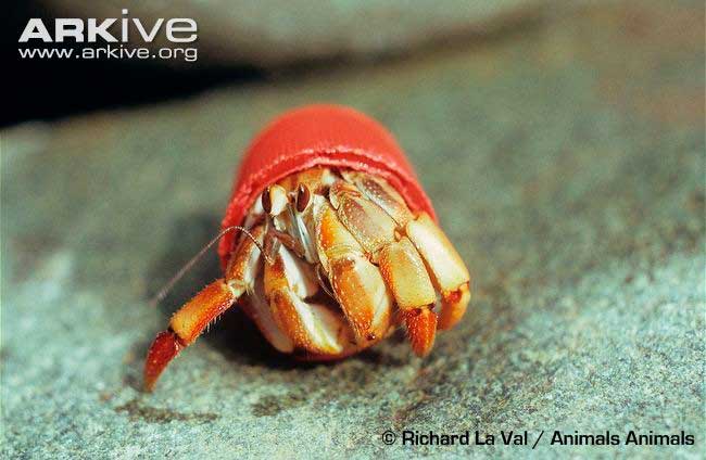Este ermitaño cangrejo vive en una tapa de botella.