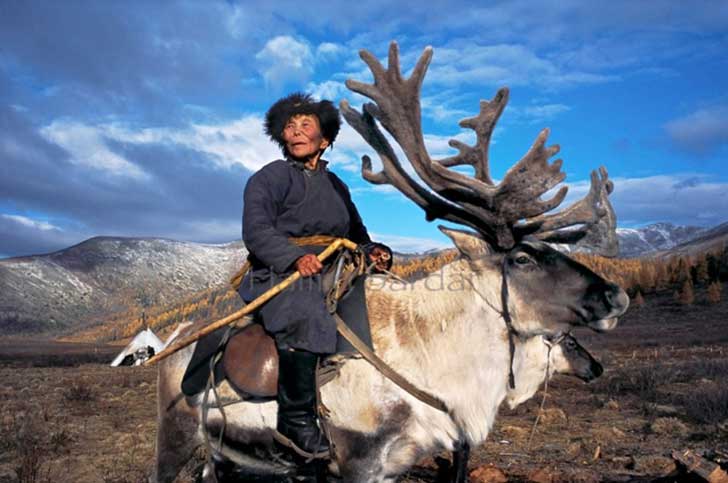 reindeer3