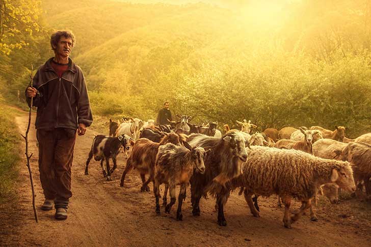 shepherd2__880