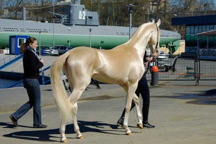 Akhal_Teke_golden_horse-600x401