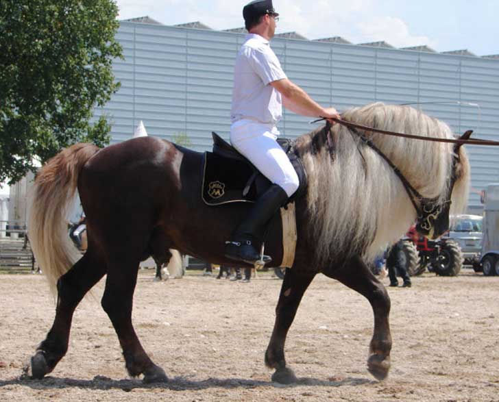 Schwarzwaelder-hengst-600x484