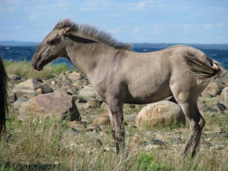 Sorraia_foal_on_the_Ravenseyrie_Sorraia_Mustang_Preserve-600x450