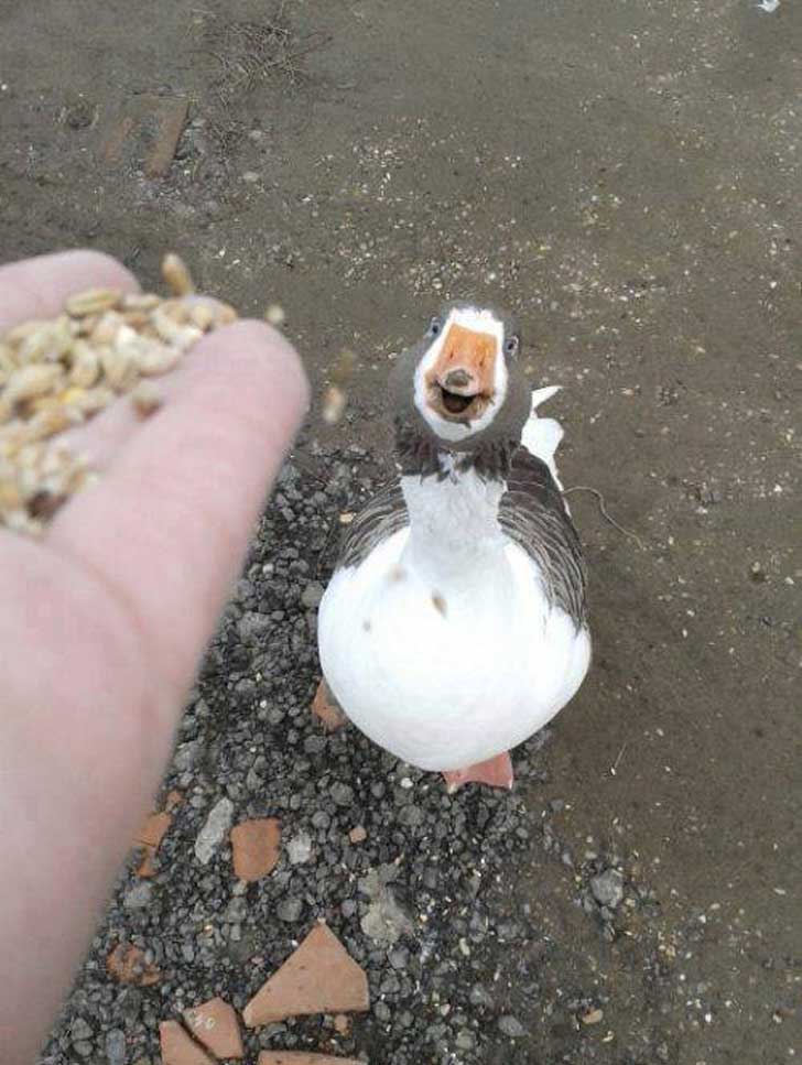 Un-Pato-con-cara-de-Perro