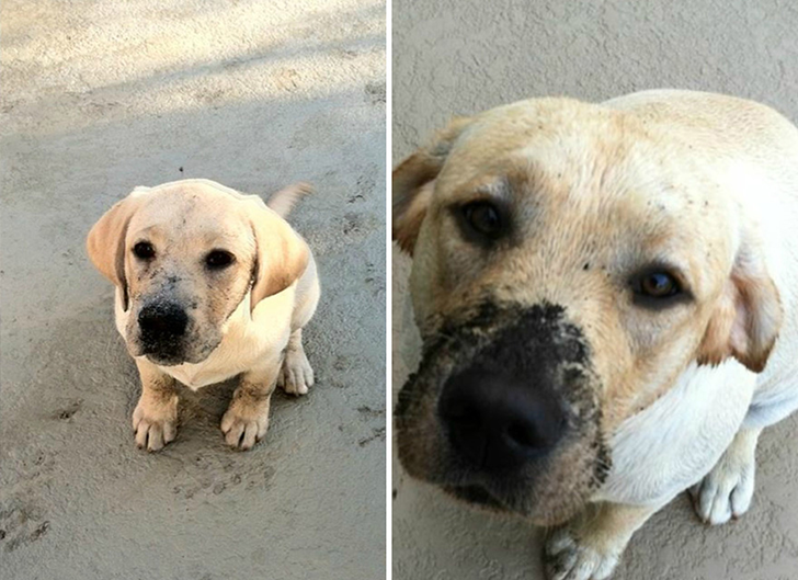 dogs-before-and-after-43__880