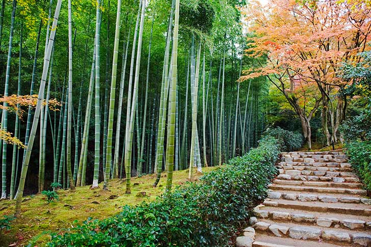 japan_bamboo_01