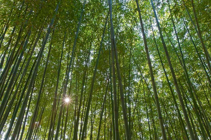 japan_bamboo_02