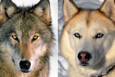 perrolobo