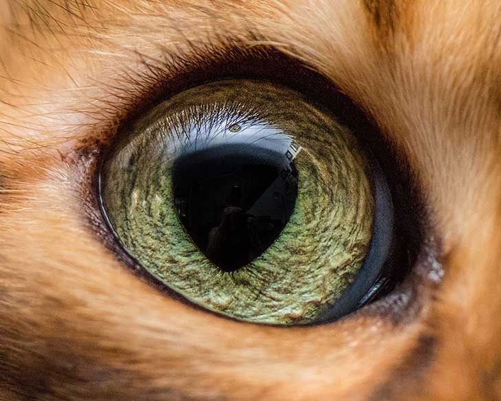 15-Macro-Shots-of-Cat-Eyes1__880