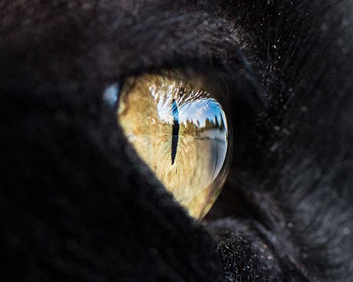 15-Macro-Shots-of-Cat-Eyes4__880