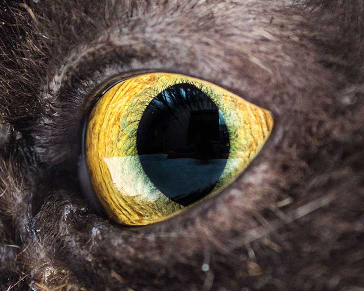 15-Macro-Shots-of-Cat-Eyes7__880