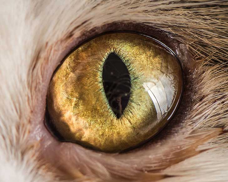 15-Macro-Shots-of-Cat-Eyes9__880