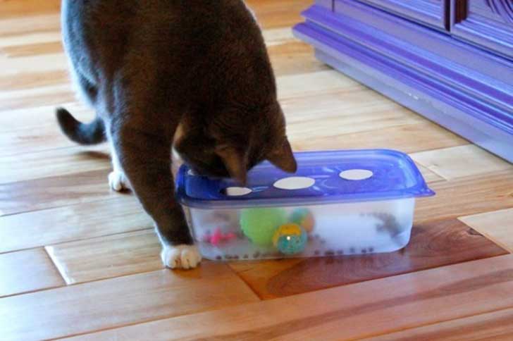 Como Hacer Que Tu Gato Te Ame