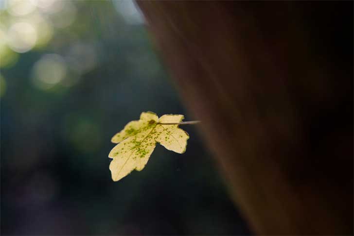 abbilder