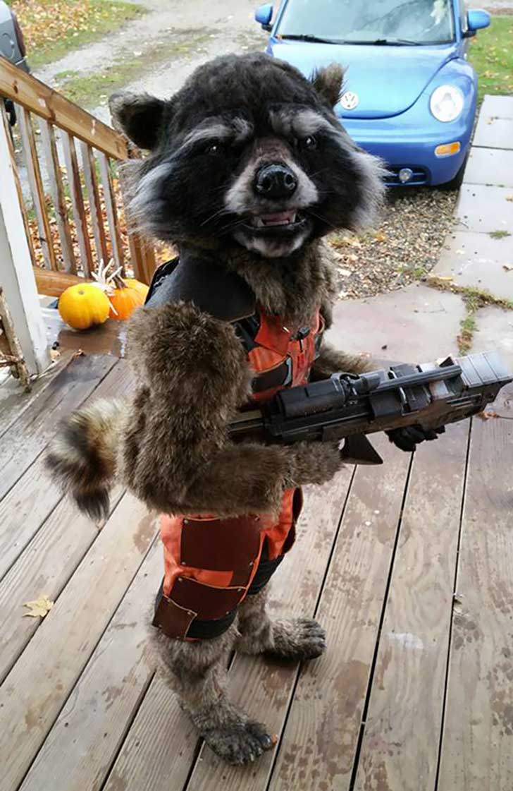 disfraz-halloween-rocket-raccoon-chase-borchardt-2