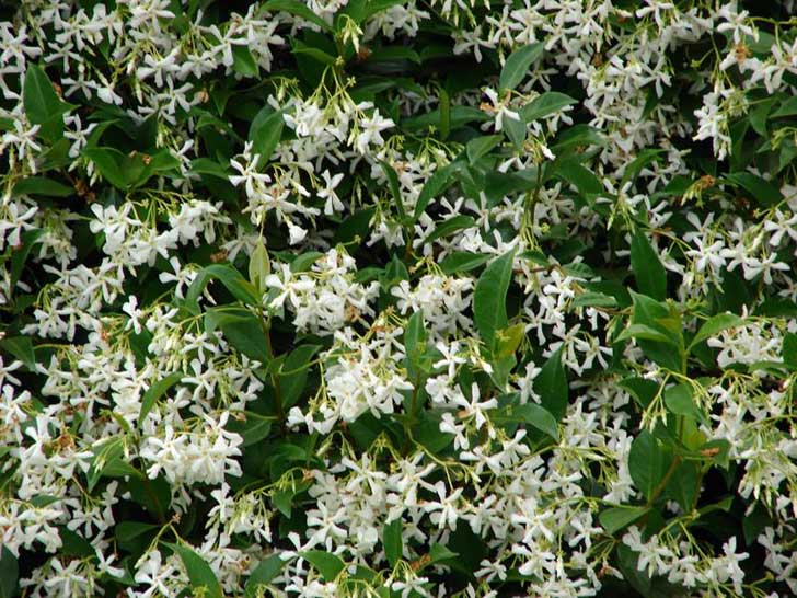 Confederate_Jasmine_Deer_Proof_Plant