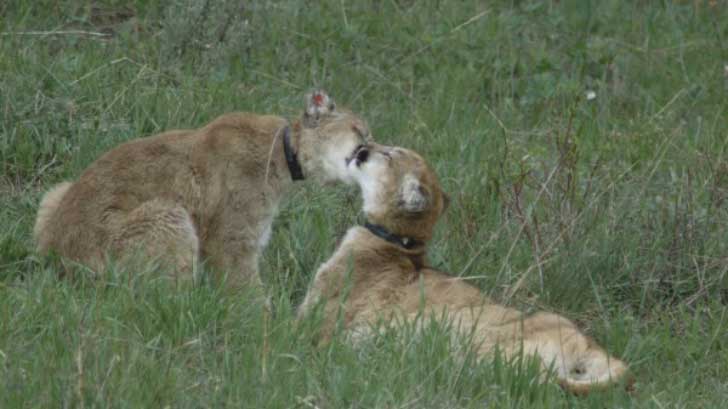 Kitten-Sister-Love-2-600x337