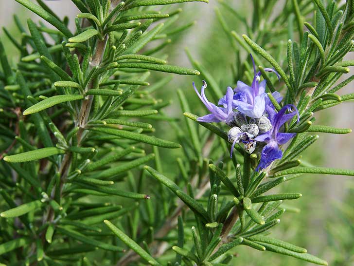 rosemary-7560
