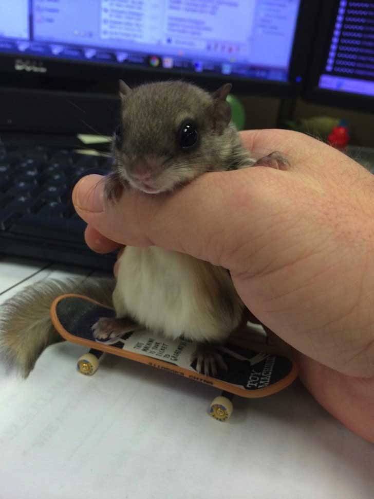 1007260-R3L8T8D-650-biscuit-squirrel-rescue-12