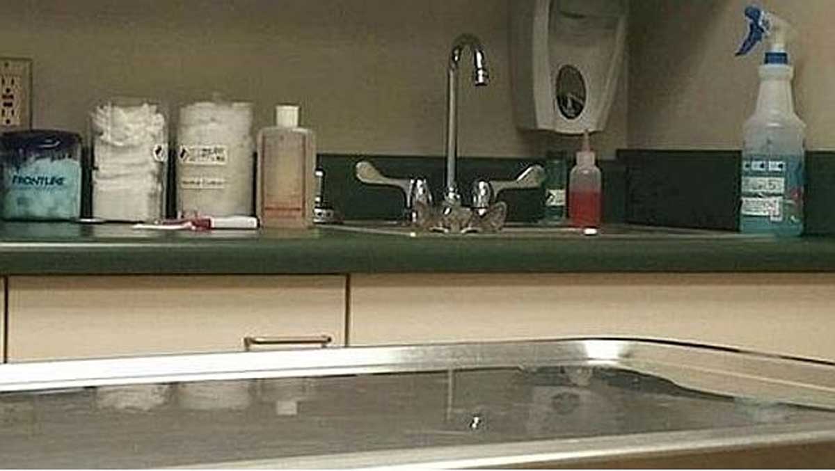 Hay un gato escondido en esta imagen y sólo los más observadores lo