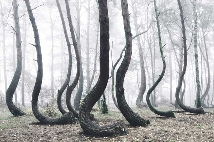 6698060-1000-1455717901-crooked-4