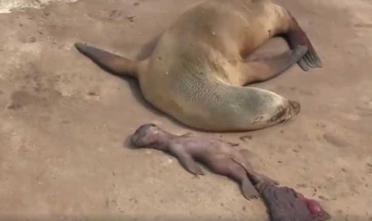 Crying-mother-sealion-mourns-dead-baby