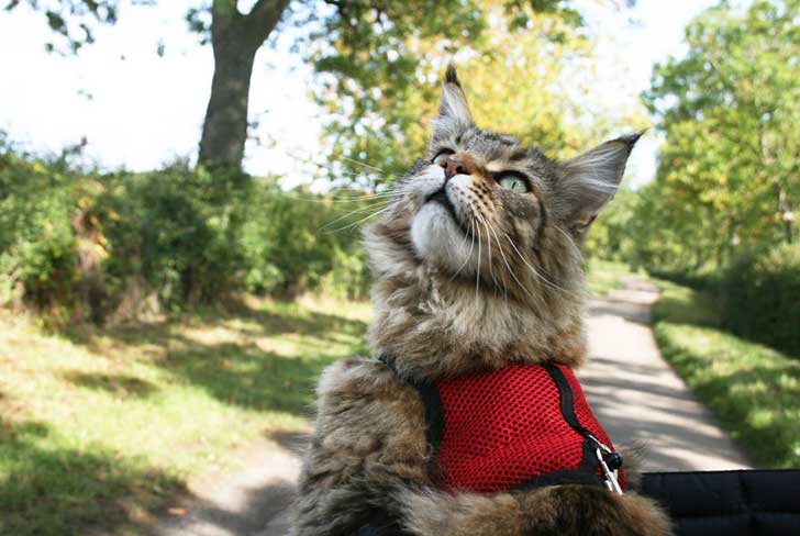 Different-is-brilliant-how-a-girl-and-her-cat-are-changing-attitudes5__880