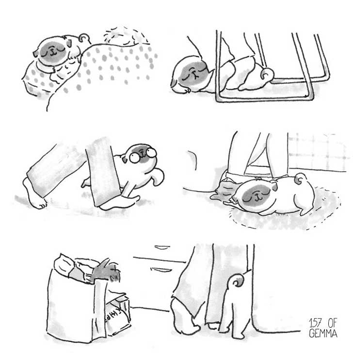 The-origin-of-pugs-in-one-simple-image3__700