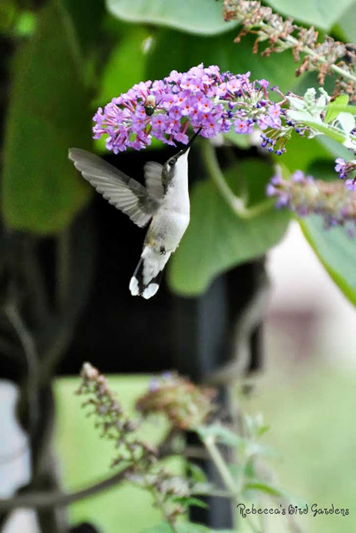 Construye un bebedero para colibríes, y deléitate a diario con su
