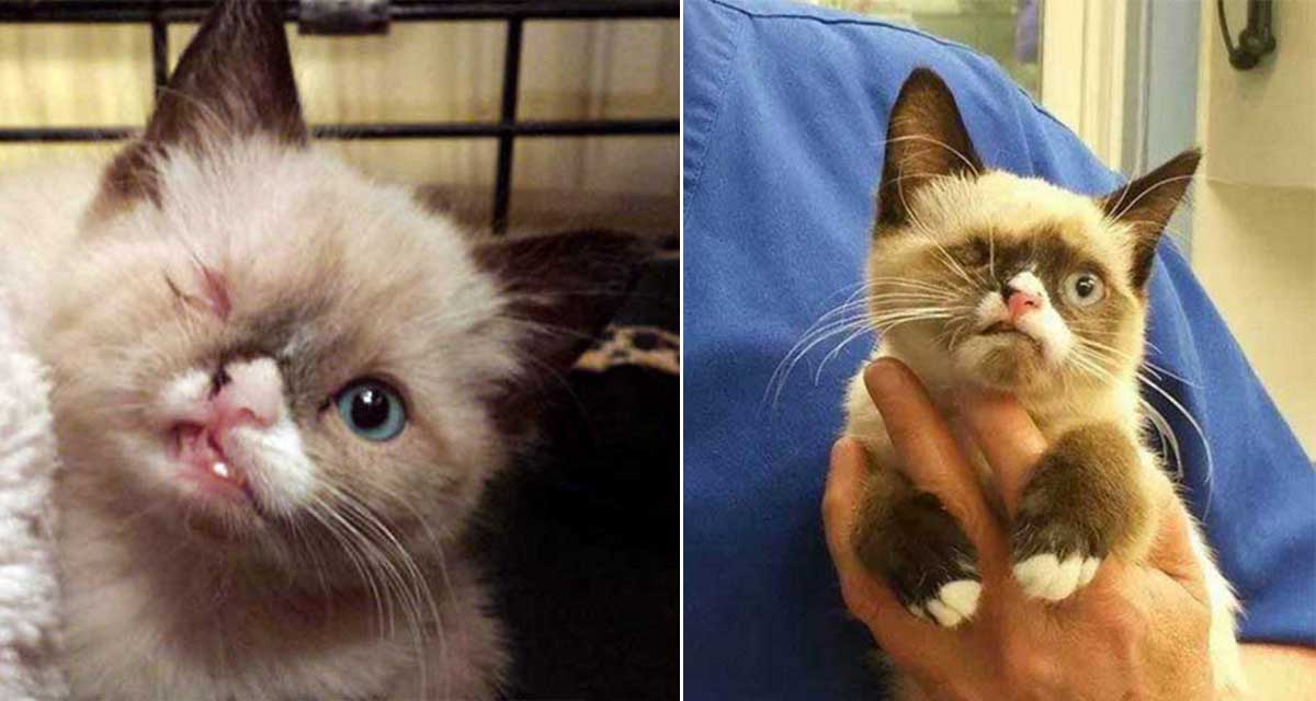 gatooo