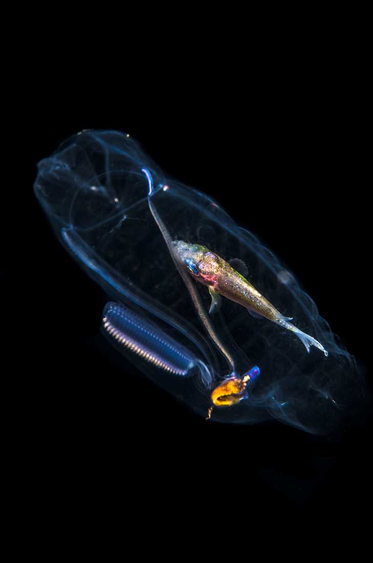 CATERS_TRANSLUCENT_FISH_01