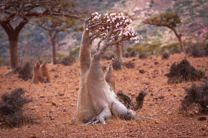 iStock