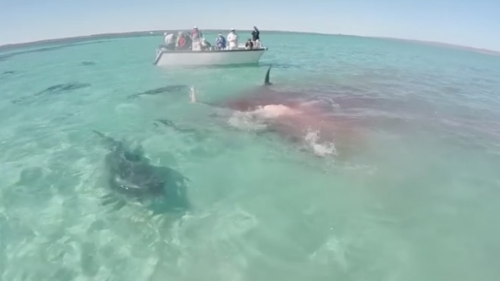 Eco Abrolhos