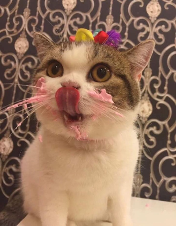 cat-eats-cake-2