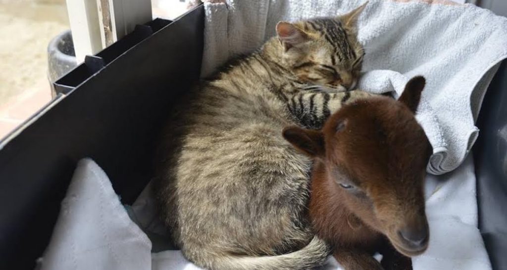 Como Saber Si Mi Gato Tiene La Pata Rota