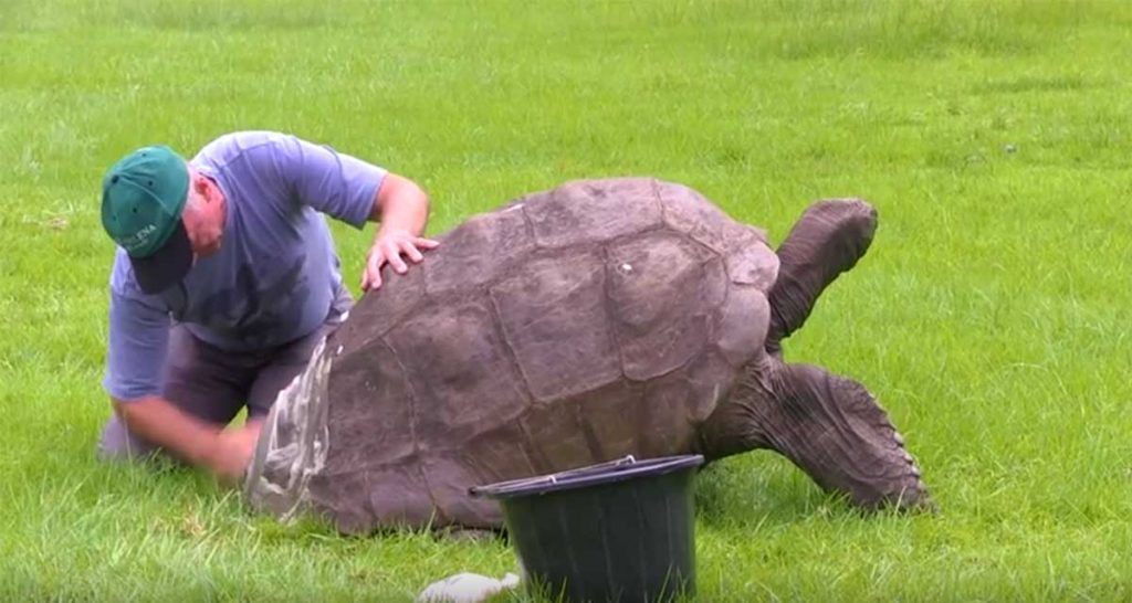 La tortuga más vieja del mundo acaba de recibir el primer baño de su