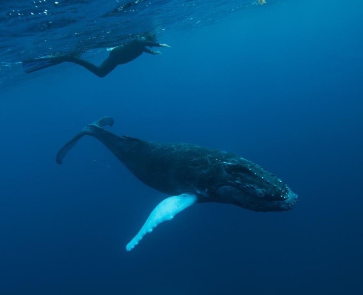 02humpbackwhales-ngsversion-1473282173912-adapt-885-1