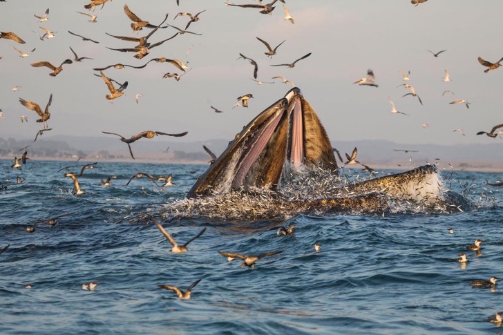03humpbackwhales-ngsversion-1473282172753-adapt-1190-1