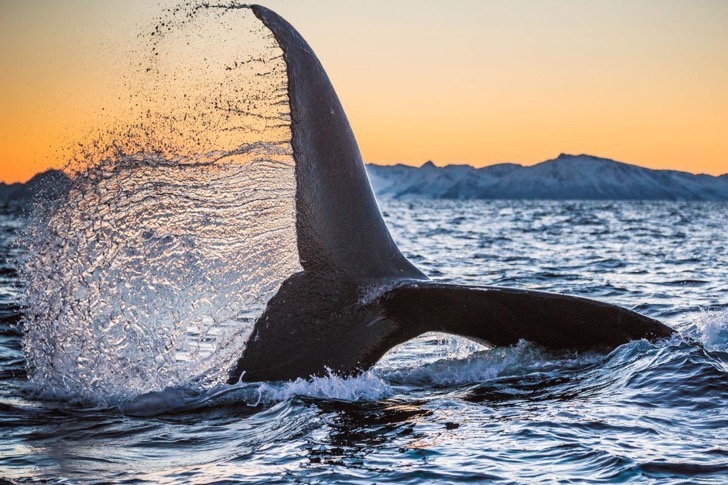 08humpbackwhales-ngsversion-1473282175486-adapt-1190-1
