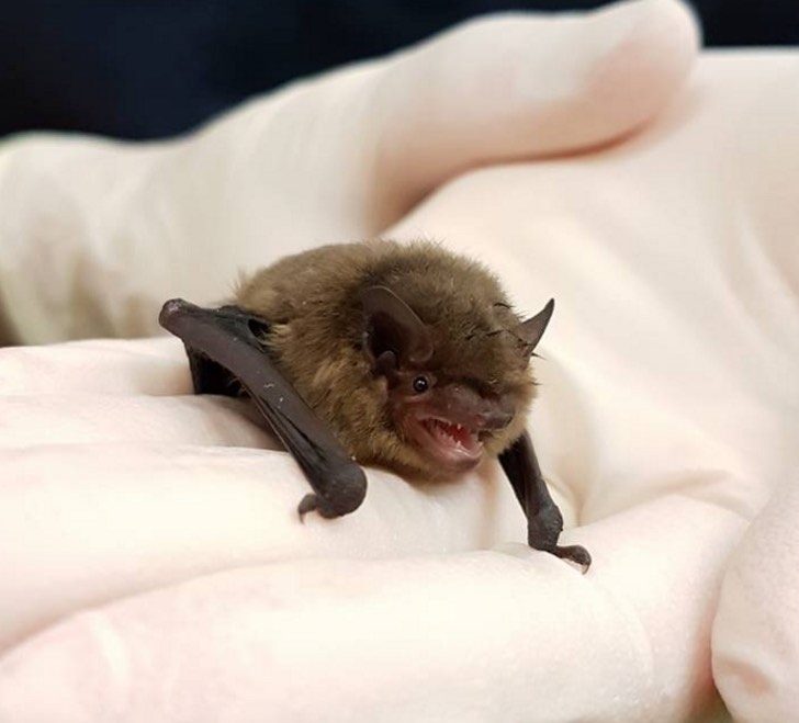 RSPCA WEST HATCH WILDLIFE