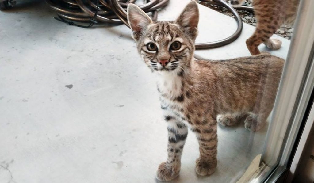 Sintieron ruidos en el patio. Salieron y se encontraron con estos