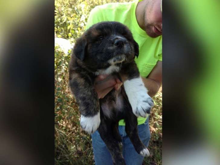 ht-bachelor-puppy03-flaoter-jrl-161026_4x3_992-2