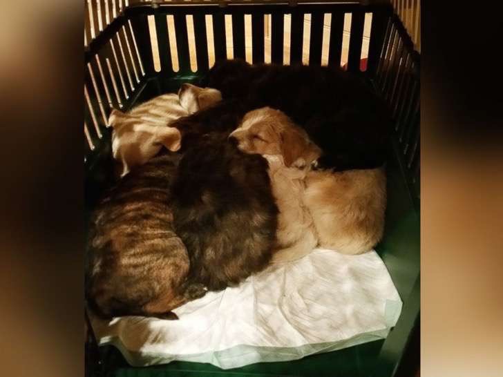 ht-bachelor-puppy06-floater-jrl-161026_4x3_992-2